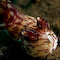 Jorruna Nudibranch